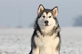 ALASKAN MALAMUTE 093